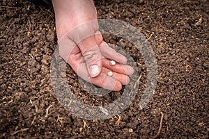 Farmer`s hand planting seeds in soil