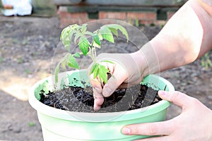 Farmer`s hand planting tomato seedlings. Seedling tomatoes in the hand. Hand holding young seedlings of tomato. Young plant of