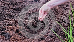 A farmer\'s hand plants seeds in the soil in rows. Farming concept