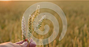 The farmer's hand raises several ears of wheat in the field towards the sun. First-person view