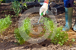 Farmer's hand raking soil near parsley
