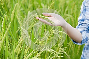 The farmer's hand show the rice