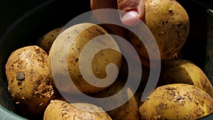 A farmer's hand sorts through freshly picked large potato tubers in a bucket. Potato harvesting.