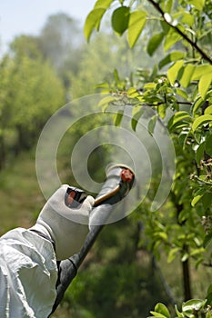 Farmer`s Hand Spraying Orchard With Atomizer Sprayer