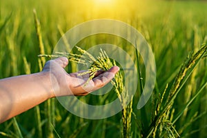 The farmer `s hand touches the rice fields in warm sunlight.