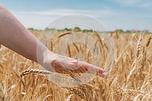 Farmer& x27;s hand touches the wheat sprouts during walking