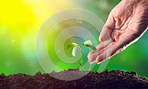 Farmer`s hand watering a plant. Young plant growing