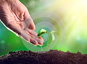 Farmer`s hand watering a plant. Young plant growing