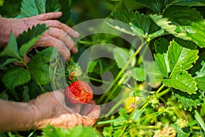 Farmer& x27;s hands close-up harvest crop of strawberry in the garden. Plantation work. Harvest and healthy organic food