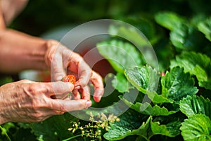 Farmer& x27;s hands close-up harvest crop of strawberry in the garden. Plantation work. Harvest and healthy organic food