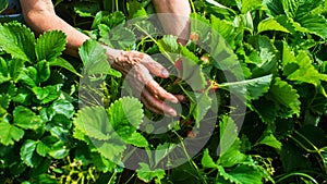 Farmer& x27;s hands close-up harvest crop of strawberry in the garden. Plantation work. Harvest and healthy organic food