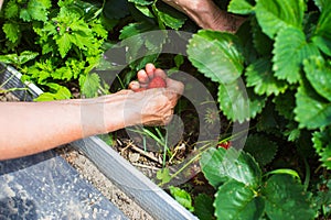 Farmer& x27;s hands close-up harvest crop of strawberry in the garden. Plantation work. Harvest and healthy organic food