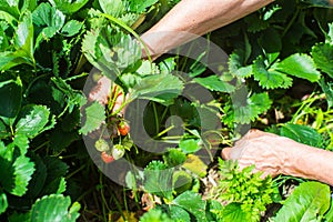 Farmer& x27;s hands close-up harvest crop of strawberry in the garden. Plantation work. Harvest and healthy organic food