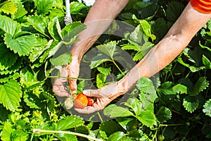 Farmer& x27;s hands close-up harvest crop of strawberry in the garden. Plantation work. Harvest and healthy organic food