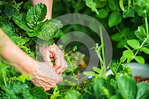 Farmer& x27;s hands close-up harvest crop of strawberry in the garden. Plantation work. Harvest and healthy organic food