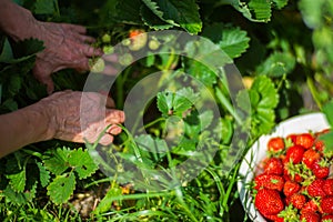 Farmer's hands close-up harvest crop of strawberry in the garden. Plantation work. Harvest and healthy organic food