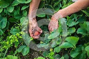 Farmer& x27;s hands close-up harvest crop of strawberry in the garden. Plantation work. Harvest and healthy organic food