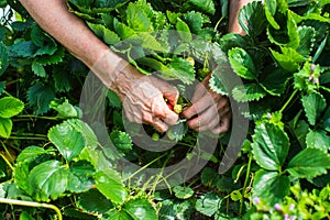 Farmer& x27;s hands close-up harvest crop of strawberry in the garden. Plantation work. Harvest and healthy organic food