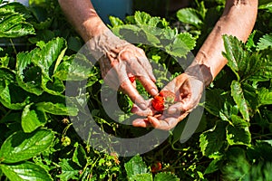 Farmer& x27;s hands close-up harvest crop of strawberry in the garden. Plantation work. Harvest and healthy organic food