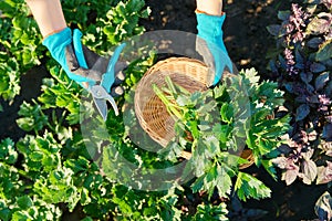 Farmer's hands cutting celery leaves in basket with pruning shears