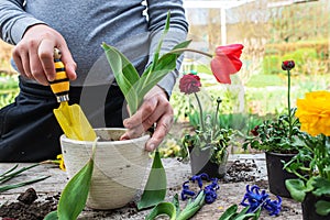 farmer& x27;s hands are digging up a flowering tulip from the pot to preserve bulb. Garden instruments, spatula and spray