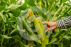 Farmer\'s hands exude gentleness as he delicately hold the lush corn, aware of the responsibility to nurture.