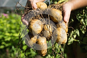 Farmer's hands with fresh digging potato plant