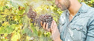 Farmer`s hands with freshly harvested black grapes - Young man holding bio italian grape cluster - Organic agriculture, vineyard