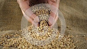 Farmer`s hands grabbing wheat kernels from pile of wheat grain on burlap sack - slow motion