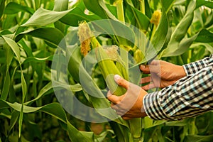 Farmer's hands grasp the lush corn, inspecting its quality for optimal ripeness and health
