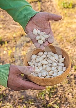 Farmer`s hands hold small white onions