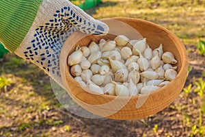 Farmer`s hands hold small white onions