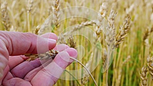 Farmer's hands hold a spikelet of wheat, check the grain for ripeness