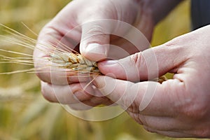 Farmer`s hands holding and examining ripe ear of wheat, harvest time