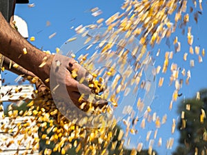 Farmer s hands holding harvested grain corn that are dropped by the harvester on a farm