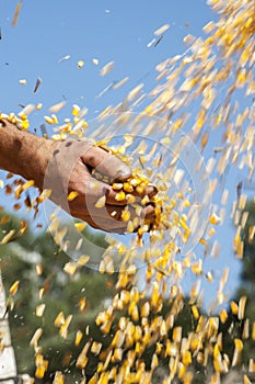 Farmer`s hands holding harvested grain corn that are dropped by the harvester on a farm