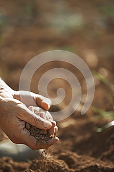 Farmer's Hands Holding Soil On Fertile Land