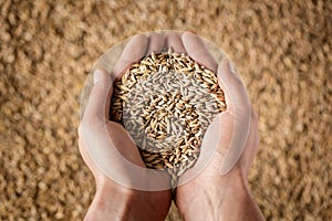 Farmer's hands holding wheat grains