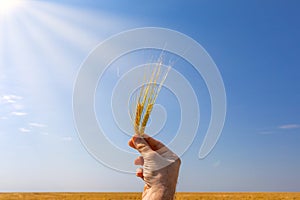 Farmer`s hands holds a ripe wheat. A man`s hand holds two spikelets of wheat against the blue sky. Man hands with wheat against