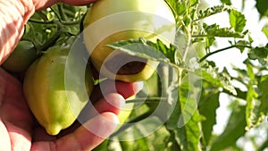 Farmer`s hands looking for spoiled tomatoes on bushes. gardener checks a tomato crop on farm plantation. Tomato fruit in