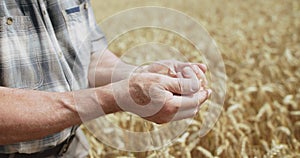 Farmer's hands peel a spikelet of ripe wheat to look at the grains in field