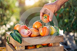 Farmer`s hands are picking fresh tomatoes into wooden crates placed in a tomato farm
