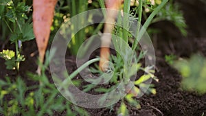 Farmer`s hands picking harvest of carrots, close up.