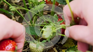 Farmer's hands picking organic strawberries. Strawberry field in spring . Close up