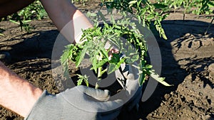 The farmer's hands plant, spud a bush of tomatoes