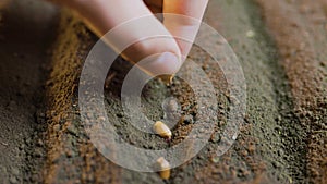 Farmer's hands planting corn seeds in rich,