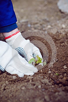 Farmer's hands planting sproud in soil