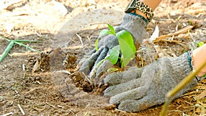 Farmer\'s hands planting young seedlings in the morning sunlight