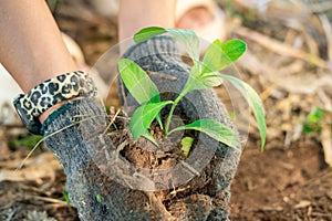 Farmer\'s hands planting young seedlings in the morning sunlight