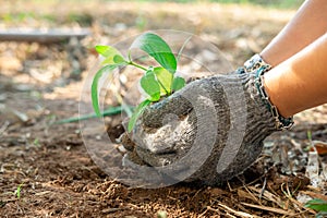 Farmer's hands planting young seedlings in the morning sunlight